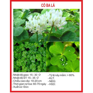 Hạt giống cây cỏ 3 lá - 50 hạt/gói