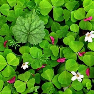 Hạt giống cây cỏ 3 lá ( cỏ ba lá ) - 50 hạt/gói