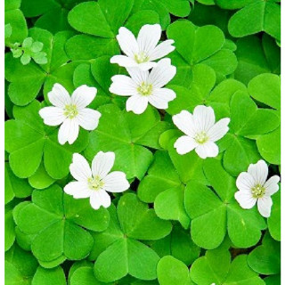 Hạt giống cây cỏ 3 lá ( cỏ ba lá ) - 50 hạt/gói