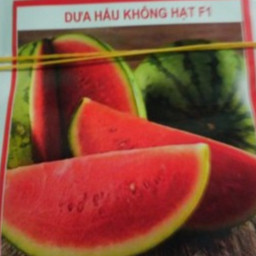 Hạt giống dưa hấu không hạt vỏ sọc Thái 10 hạt (TẶNG gói kích thích hỗ trợ hạt nảy mầm)