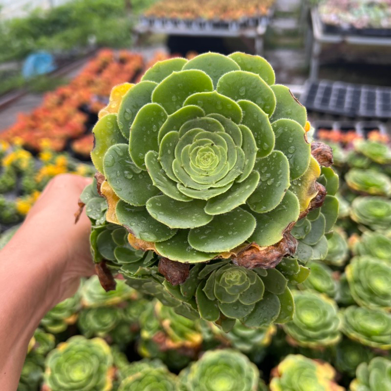 Sen đá Aoe xanh aoenium canariense size to 16-18cm, cây cảnh trang trí nhà của THUANPHAT GARDEN