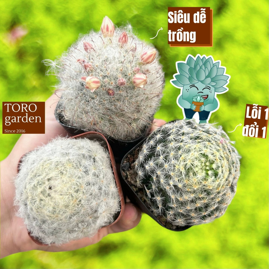 Combo xương rồng mềm mại  Đà Lạt size bé cây cảnh trang trí nhà cửa Toro garden