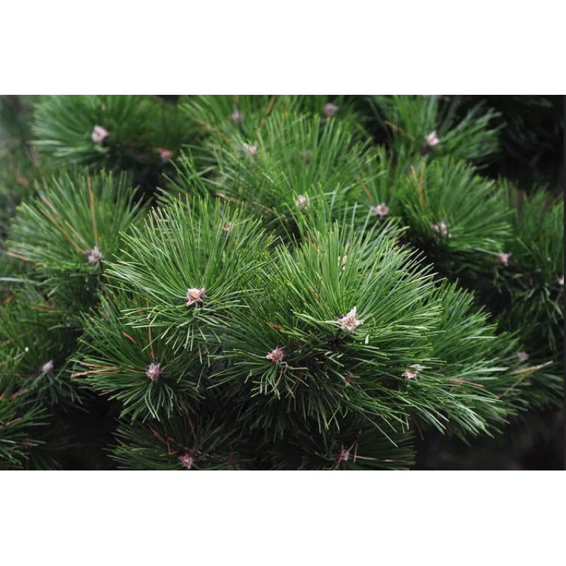 50 hạt giống Thông Scots Pine – Pinus sylvestris