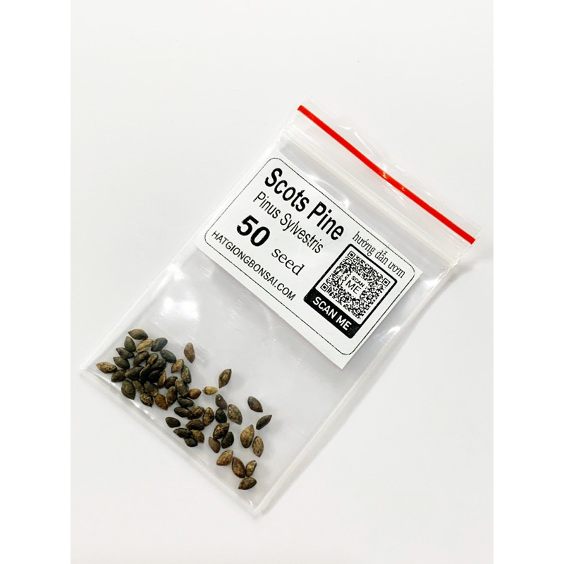 50 hạt giống Thông Scots Pine – Pinus sylvestris