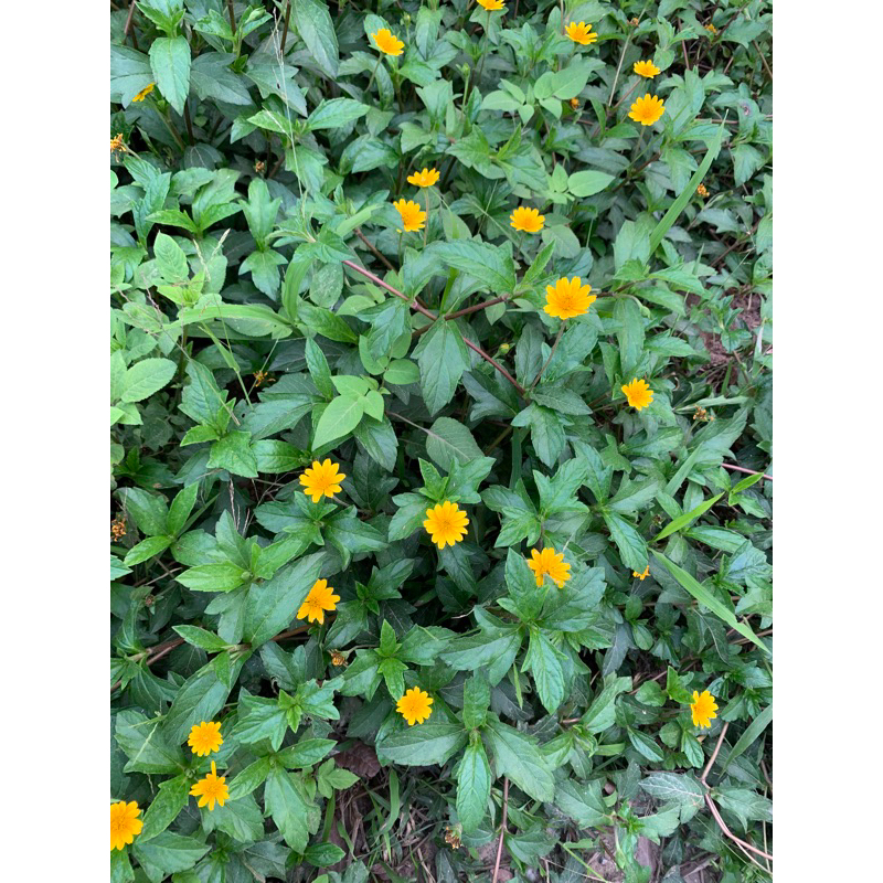 Sài đất khô tắm cho bé