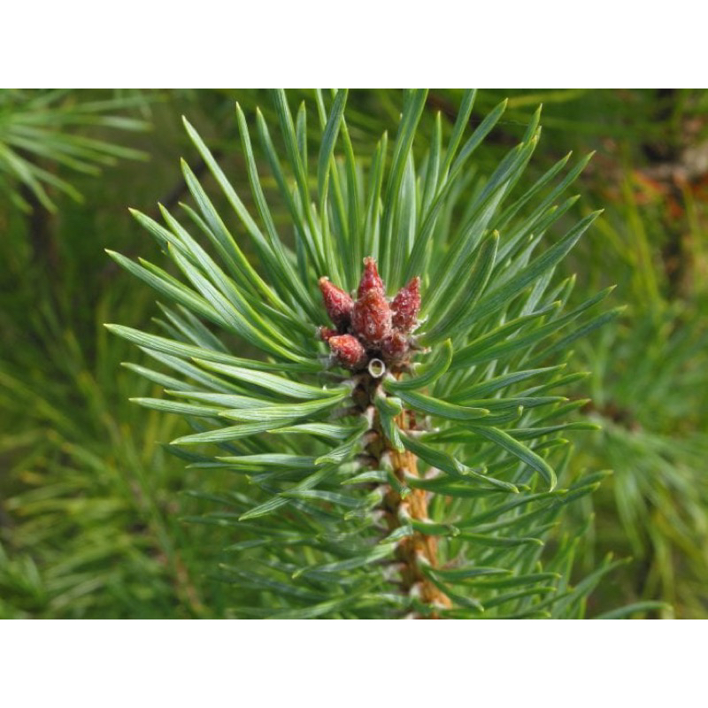 50 hạt giống Thông Scots Pine – Pinus sylvestris