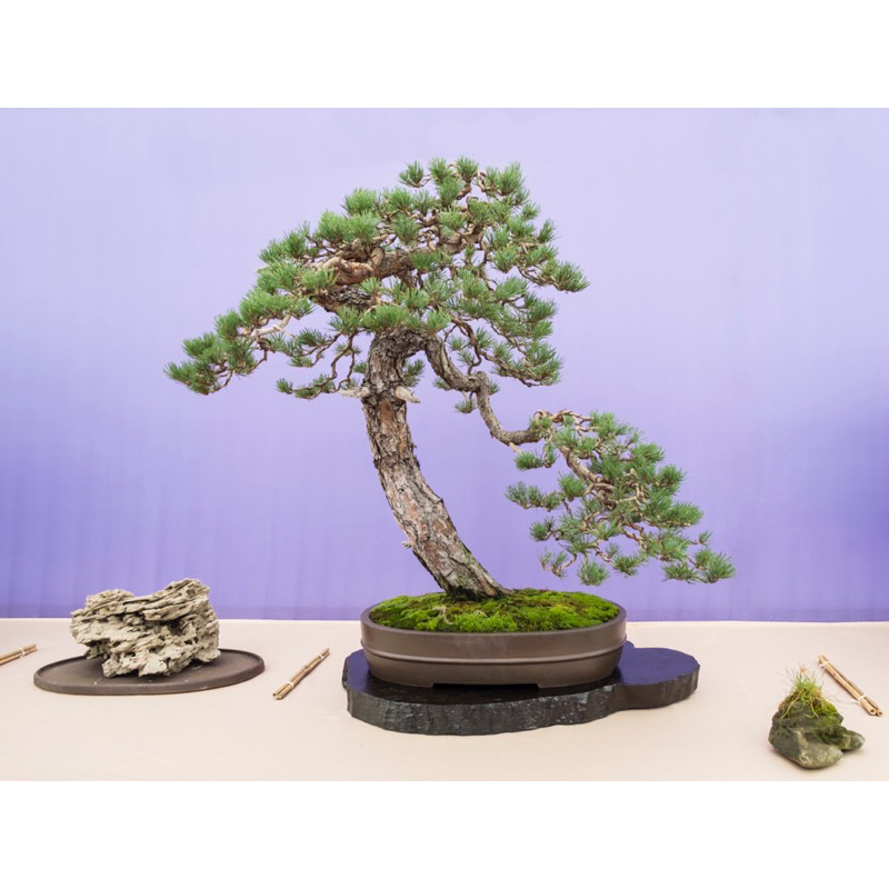 50 hạt giống Thông Scots Pine – Pinus sylvestris