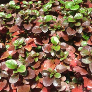 Cây Hồng Xoắn thủy sinh