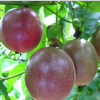 Hạt giống Chanh Dây năng suất cao