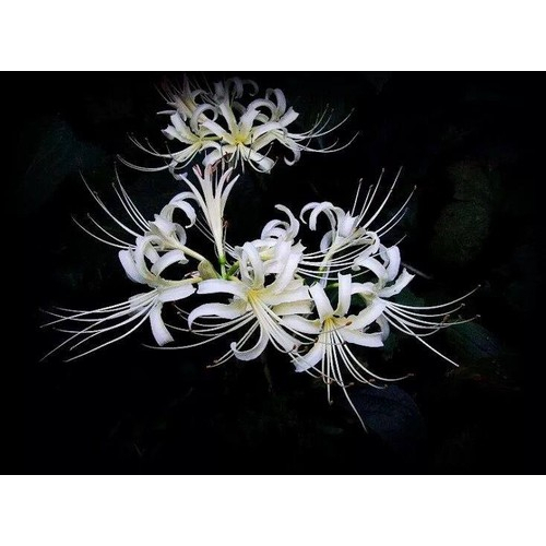 Củ Giống Hoa Bỉ Ngạn Trắng (1 Củ) -[Hoa quý hiếm, Hoa may mắn - Siêu đẹp]
