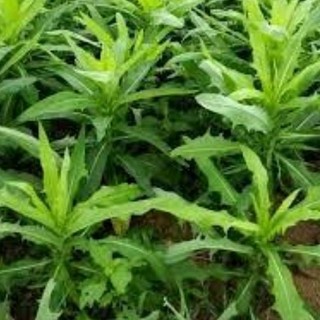 1kg cây bồ công anh sấy khô