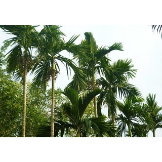 Cây giống cau ta, cau cao, cau ăn trầu