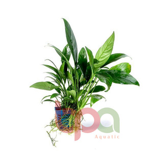 RÁY LƯỠI HỔ LÁ DÀI - TRẦU BÀ THÁI THUỶ SINH