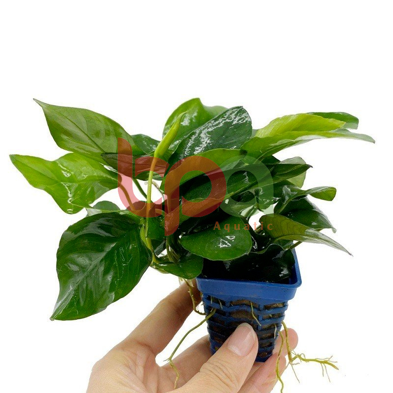 RÁY LÁ HOA - NANA LÁ LỚN - TRẦU NHỎ DÁN ĐÁ LŨA THUỶ SINH