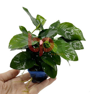 RÁY LÁ HOA - NANA LÁ LỚN - TRẦU NHỎ DÁN ĐÁ LŨA THUỶ SINH