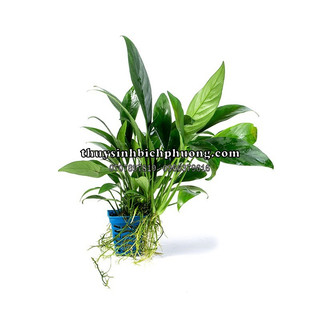 RÁY LƯỠI HỔ LÁ DÀI - DÁN ĐÁ LŨA HỒ CÁ THUỶ SINH