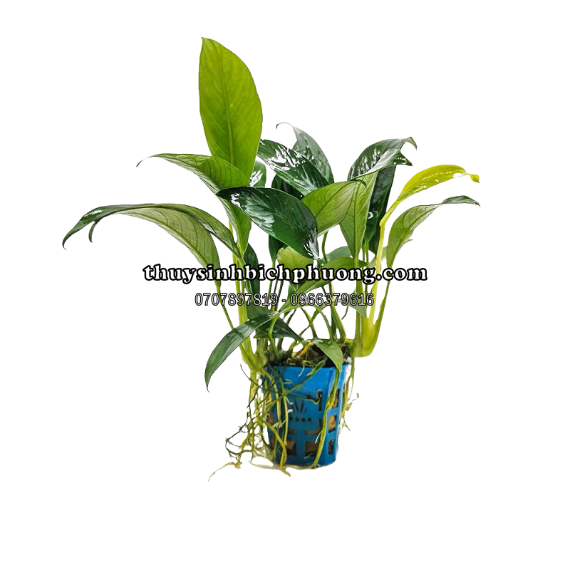 RÁY LƯỠI HỔ LÁ DÀI - DÁN ĐÁ LŨA HỒ CÁ THUỶ SINH