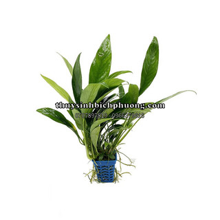 RÁY LƯỠI HỔ LÁ DÀI - DÁN ĐÁ LŨA HỒ CÁ THUỶ SINH