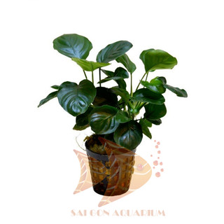 Ráy lá tròn | anubias barterri var.nana coin - cây thủy sinh dễ sống không co2
