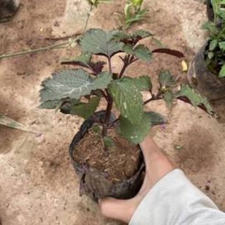 Cây tía tô rau gia vị