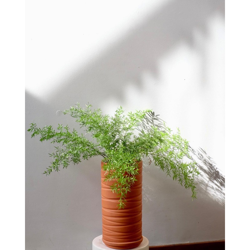 Cây thiên môn chậu