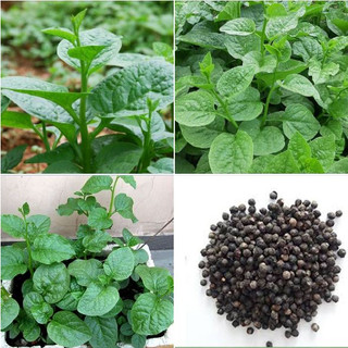 Hạt giống rau mồng tơi cao sản - Gói 20gram
