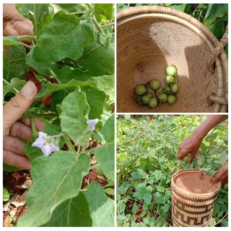 Hạt giống cây cà đắng tây nguyên gói 20 hạt/gói