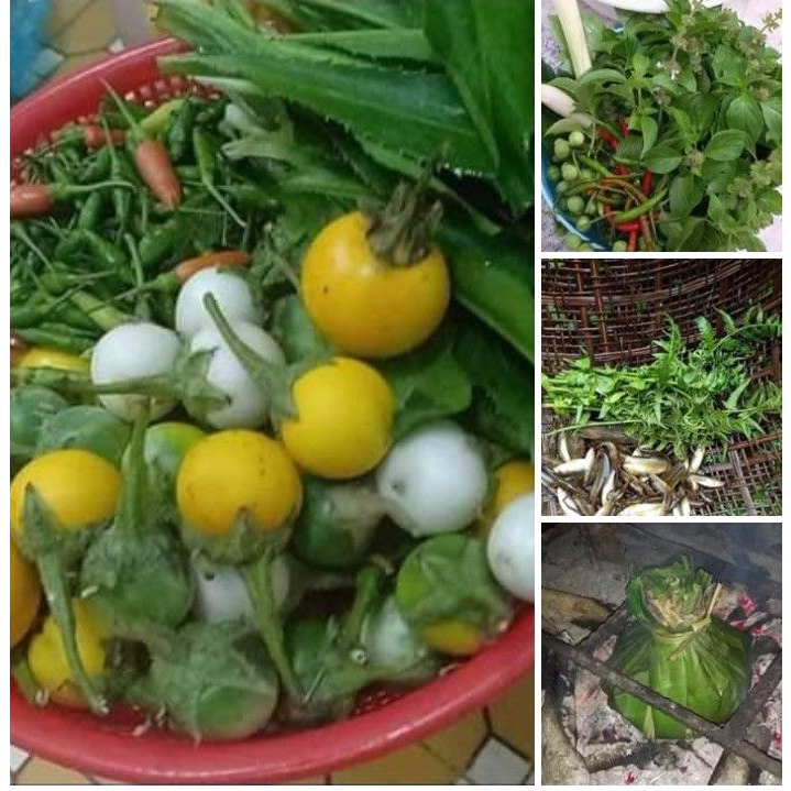 Hạt giống cây cà đắng tây nguyên gói 20 hạt/gói