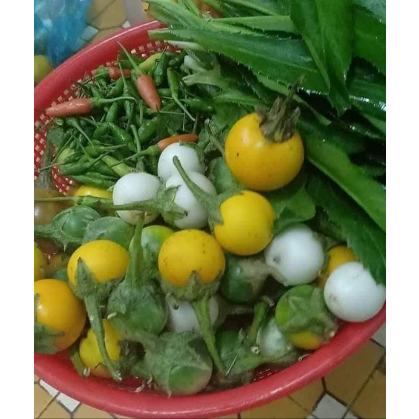 Hạt giống cây cà đắng tây nguyên gói 20 hạt/gói