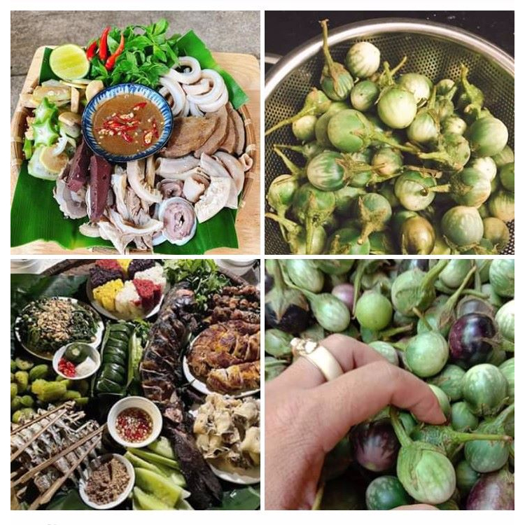 Hạt giống cây cà đắng tây nguyên gói 20 hạt/gói