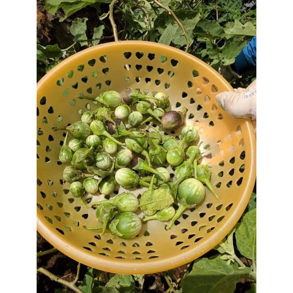 Hạt giống cây cà đắng tây nguyên gói 20 hạt/gói
