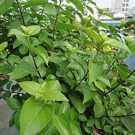 Hạt giống cây lá cách - 20 hạt/gói hạt