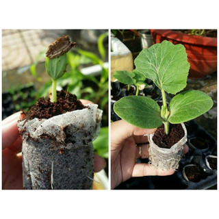 Viên Nén Ươm Hạt Nảy Mầm ( 60 Viên ) -[Kích thích nảy mầm - Tỉ lệ này mầm rất cao]