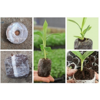 Viên Nén Ươm Hạt Nảy Mầm ( 60 Viên ) -[Kích thích nảy mầm - Tỉ lệ này mầm rất cao]