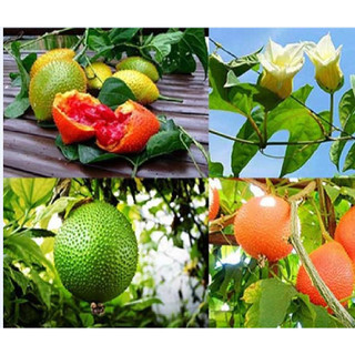 Hạt giống trái gấc cao sản - Gói 10 hạt