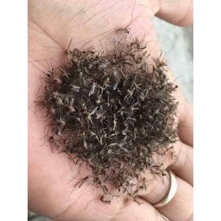 Thuốc phun muỗi sinh học