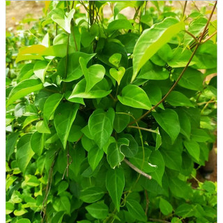 Hạt giống lá giang - 10 hạt/gói
