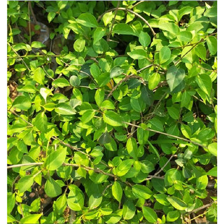 Hạt Giống Lá Giang - 10 hạt/gói - hatgiongcaytronggiasi