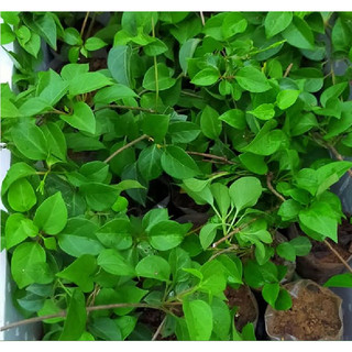Hạt Giống Lá Giang - 10 hạt/gói - hatgiongcaytronggiasi