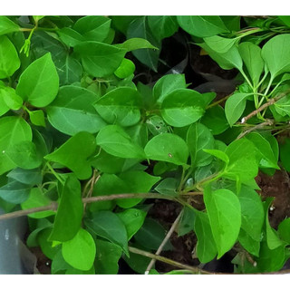 Hạt Giống Lá Giang - 10 hạt/gói - hatgiongcaytronggiasi