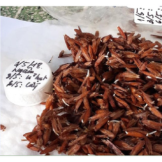 Hạt Giống Lá Giang - 10 hạt/gói - hatgiongcaytronggiasi