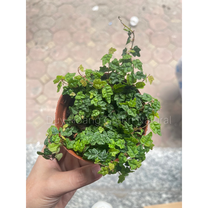 Vảy ốc minima dây leo tường terrarium.
