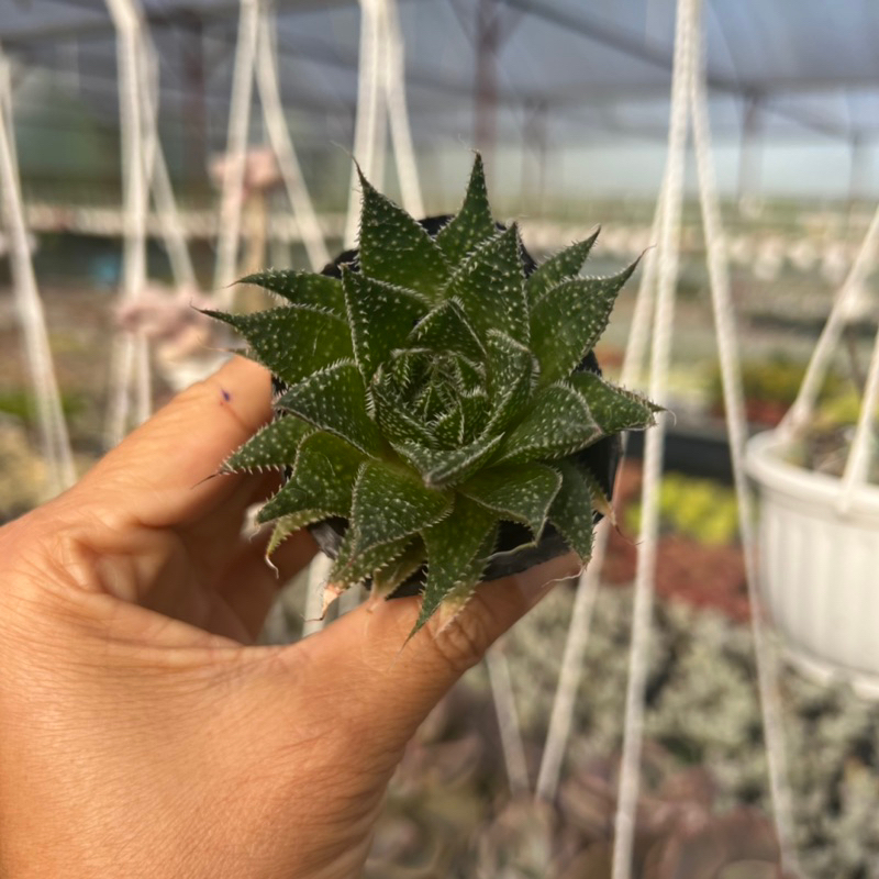 cây sen đá Sao Biển pháp Aloe aristata size bầu 4-5cm, cây cảnh trang trí nhà cửa THUANPHAT GARDEN