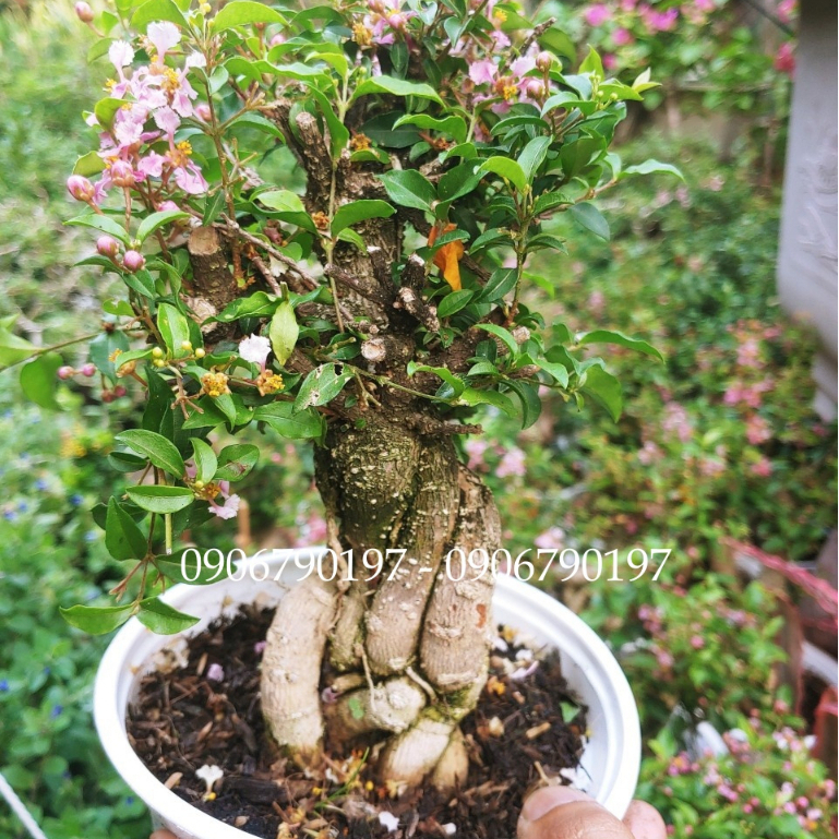 Hồng ngọc mai BONSAI DÁNG ĐẸP