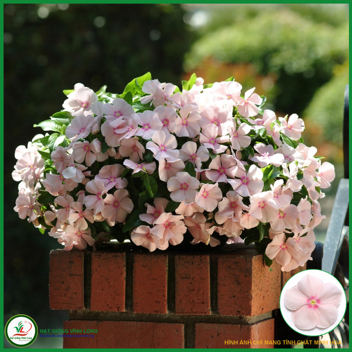 Hạt giống hoa Dừa cạn rủ Peach Pink (hồng phấn)- 10 hạt