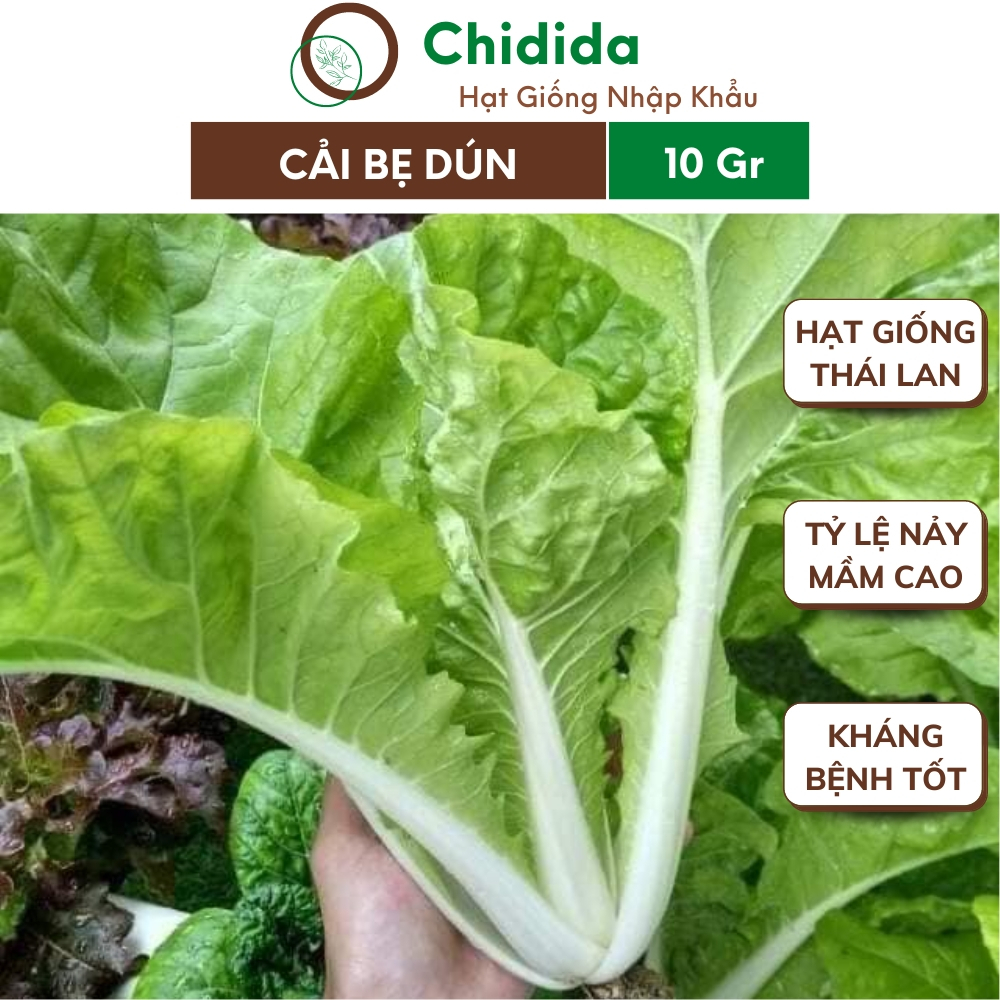 Hạt giống cải bẹ dún Chidida giống rau cải dúng Thái Lan gói 10gr giòn ngọt nhanh thu hoạch