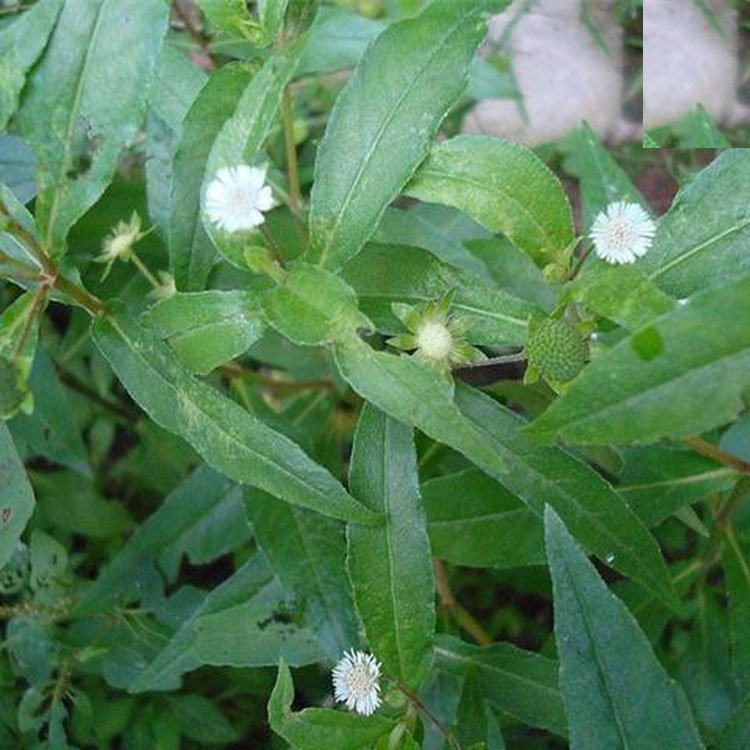 Hạt giống cây cỏ mực(nhọ nồi) - gói 50 hạt - hatgiongcaytronggiasi