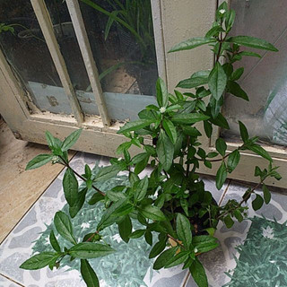 Hạt giống cây cỏ mực(nhọ nồi) - gói 50 hạt - hatgiongcaytronggiasi