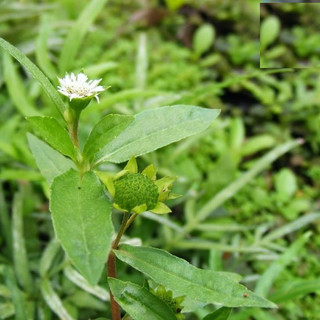 Hạt giống cây cỏ mực(nhọ nồi) - gói 50 hạt - hatgiongcaytronggiasi