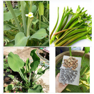 Hạt giống kèo nèo - Gói 0.1gram